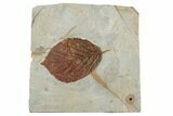 Fossil Leaf (Beringiaphyllum) - Montana #190440-1